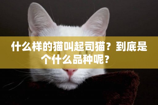 什么樣的貓叫起司貓？到底是個什么品種呢？ 