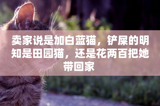 賣家說是加白藍貓，鏟屎的明知是田園貓，還是花兩百把她帶回家 