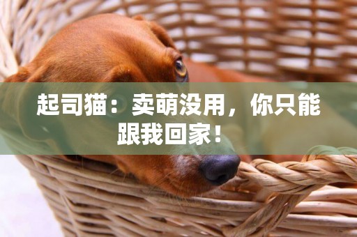 起司貓：賣萌沒用，你只能跟我回家！ 