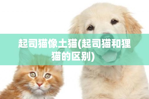 起司貓像土貓(起司貓和貍貓的區別) 