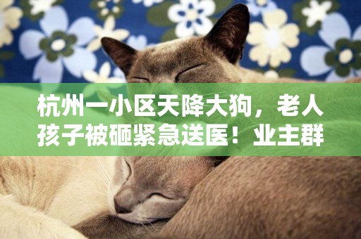杭州一小區天降大狗，老人孩子被砸緊急送醫！業主群炸鍋，24樓跳下幾十斤重的哈士奇？ 