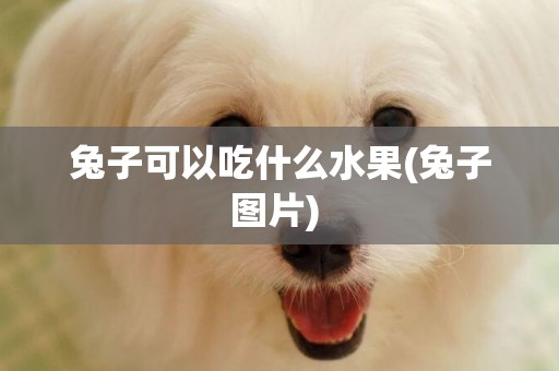 兔子可以吃什么水果(兔子圖片) 