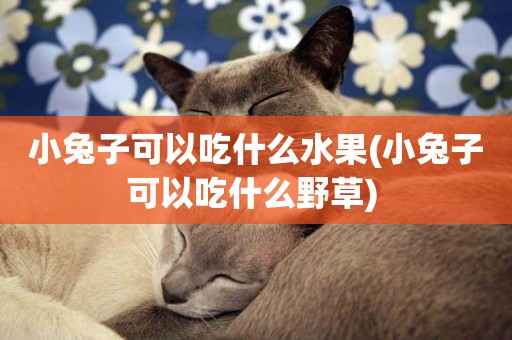 小兔子可以吃什么水果(小兔子可以吃什么野草) 