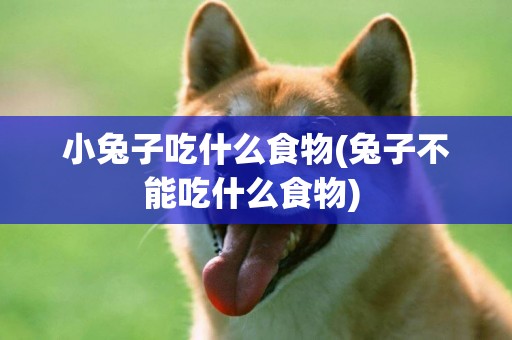 小兔子吃什么食物(兔子不能吃什么食物) 