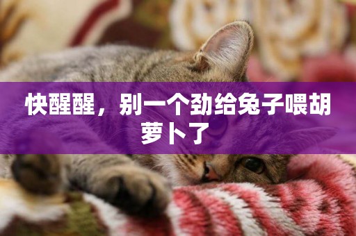 快醒醒，別一個勁給兔子喂胡蘿卜了 