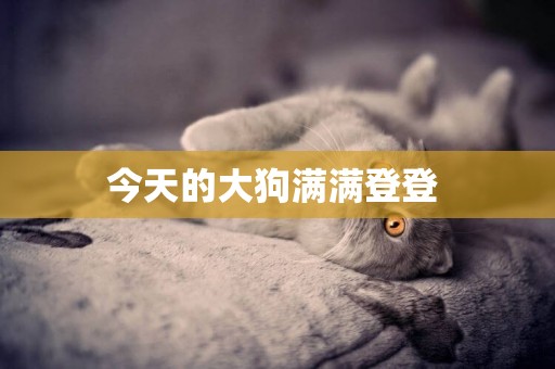 今天的大狗滿滿登登 