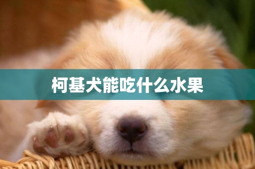 柯基犬能吃什么水果
