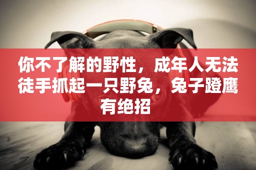 你不了解的野性，成年人無法徒手抓起一只野兔，兔子蹬鷹有絕招 