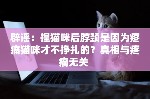 辟謠：捏貓咪后脖頸是因為疼痛貓咪才不掙扎的？真相與疼痛無關 