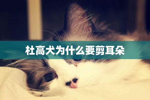 杜高犬為什么要剪耳朵