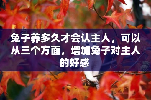 兔子養多久才會認主人，可以從三個方面，增加兔子對主人的好感 