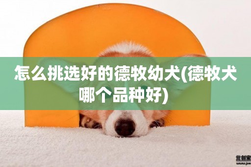 怎么挑選好的德牧幼犬(德牧犬哪個品種好) 