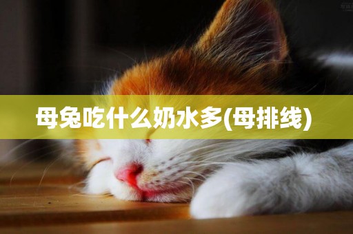 母兔吃什么奶水多(母排線) 