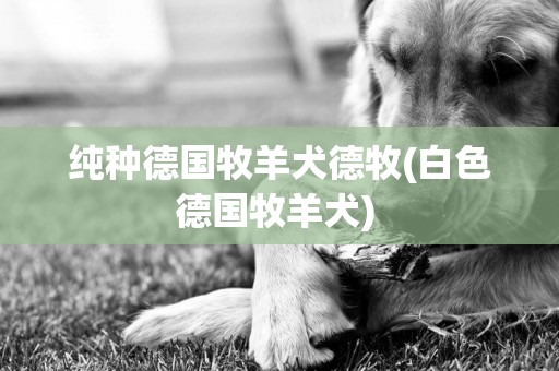 純種德國牧羊犬德牧(白色德國牧羊犬) 