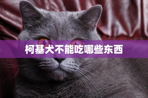 柯基犬不能吃哪些東西