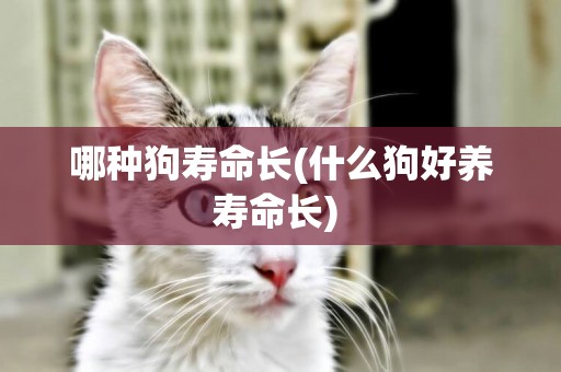 哪種狗壽命長(什么狗好養壽命長) 
