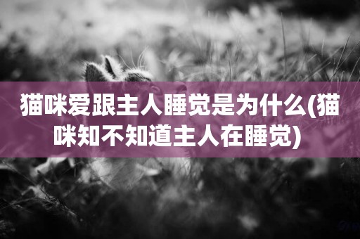 貓咪愛跟主人睡覺是為什么(貓咪知不知道主人在睡覺) 