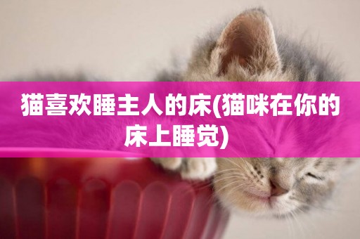 貓喜歡睡主人的床(貓咪在你的床上睡覺) 