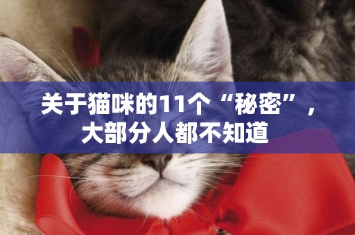 關于貓咪的11個“秘密”，大部分人都不知道 