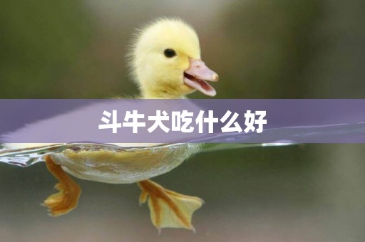 斗牛犬吃什么好