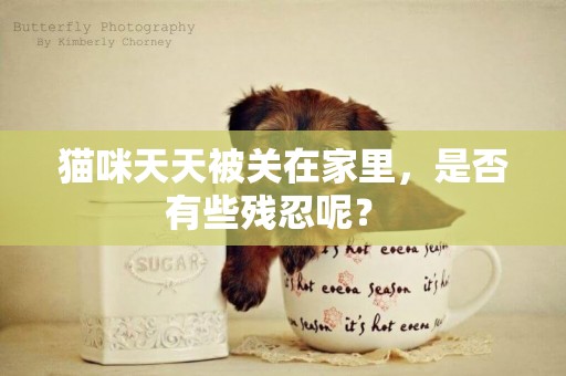貓咪天天被關在家里，是否有些殘忍呢？ 