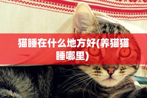 貓睡在什么地方好(養貓貓睡哪里) 