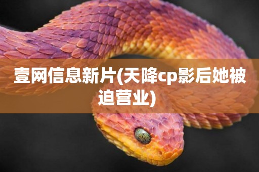 壹網信息新片(天降cp影后她被迫營業) 