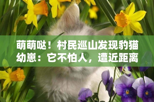 萌萌噠！村民巡山發現豹貓幼崽：它不怕人，遭近距離偷拍一點也不膽怯 