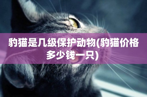 豹貓是幾級保護動物(豹貓價格多少錢一只) 