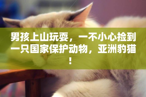 男孩上山玩耍，一不小心撿到一只國家保護動物，亞洲豹貓！ 