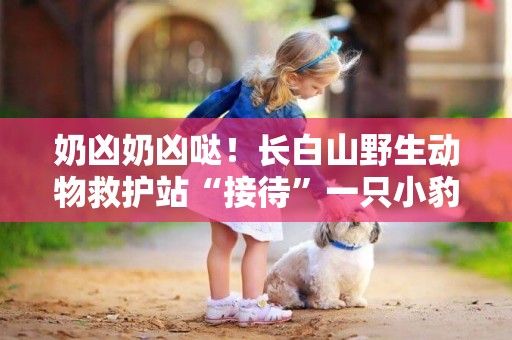 奶兇奶兇噠！長白山野生動物救護站“接待”一只小豹貓 