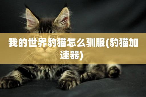 我的世界豹貓怎么馴服(豹貓加速器) 