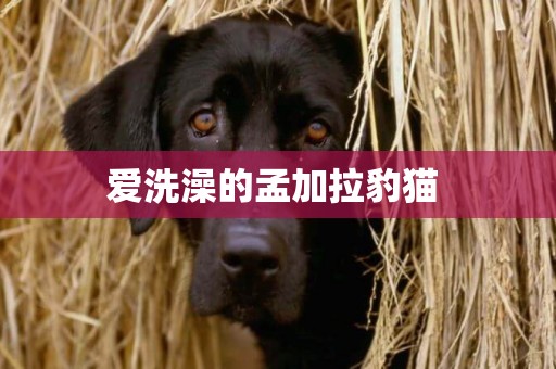 愛洗澡的孟加拉豹貓 