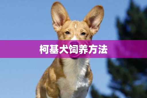 柯基犬飼養方法