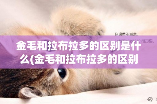 金毛和拉布拉多的區別是什么(金毛和拉布拉多的區別圖片大全) 
