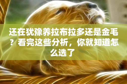 還在猶豫養拉布拉多還是金毛？看完這些分析，你就知道怎么選了 