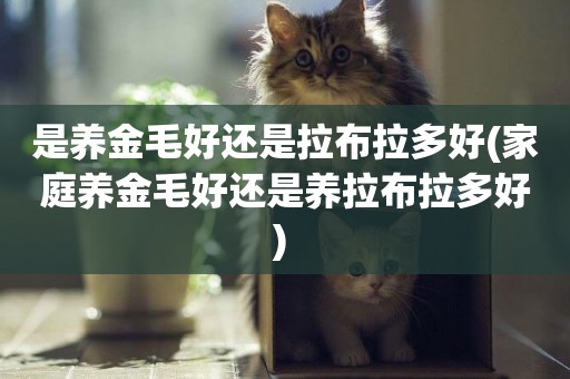 是養金毛好還是拉布拉多好(家庭養金毛好還是養拉布拉多好) 