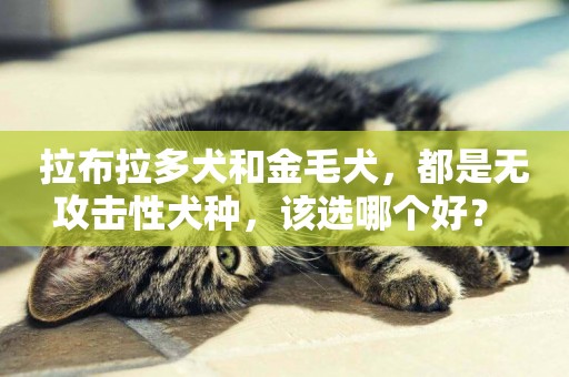 拉布拉多犬和金毛犬，都是無攻擊性犬種，該選哪個好？ 