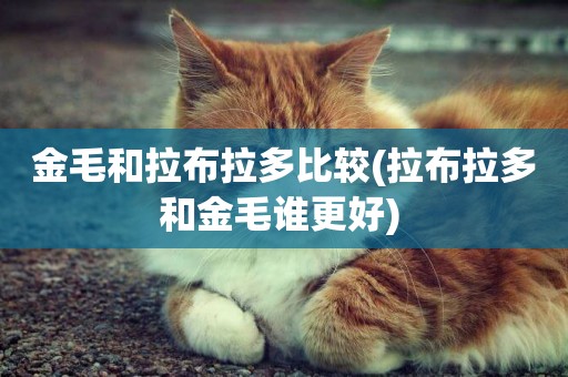 金毛和拉布拉多比較(拉布拉多和金毛誰更好) 