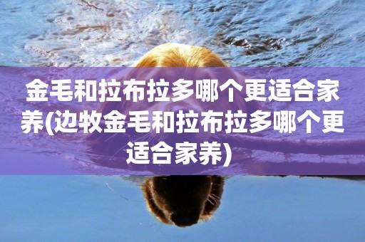 金毛和拉布拉多哪個更適合家養(邊牧金毛和拉布拉多哪個更適合家養) 