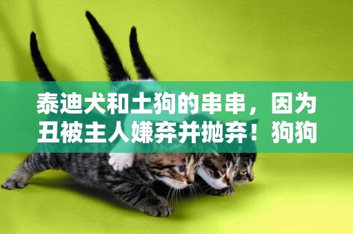 泰迪犬和土狗的串串，因為丑被主人嫌棄并拋棄！狗狗表現令人心碎 