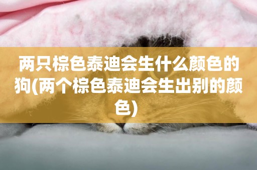 兩只棕色泰迪會生什么顏色的狗(兩個棕色泰迪會生出別的顏色) 