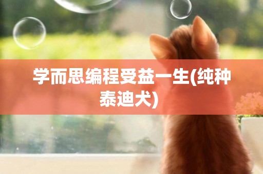 學而思編程受益一生(純種泰迪犬) 