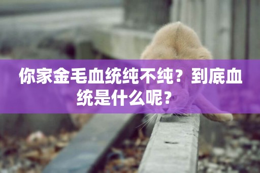 你家金毛血統純不純？到底血統是什么呢？ 