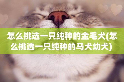怎么挑選一只純種的金毛犬(怎么挑選一只純種的馬犬幼犬) 