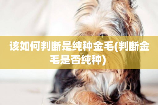 該如何判斷是純種金毛(判斷金毛是否純種) 