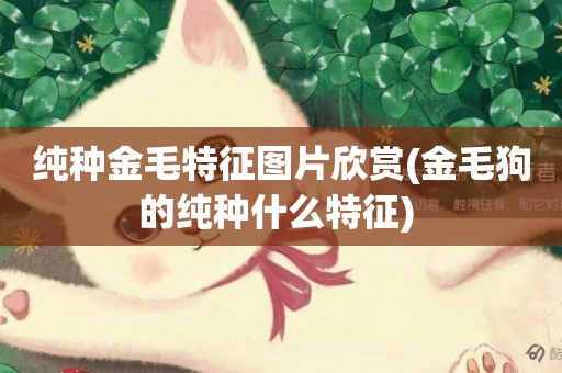 純種金毛特征圖片欣賞(金毛狗的純種什么特征) 