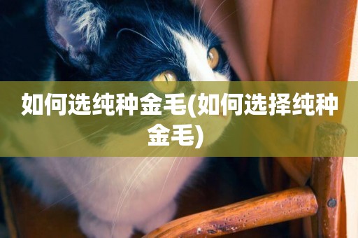 如何選純種金毛(如何選擇純種金毛) 