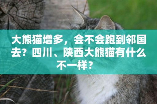 大熊貓增多，會不會跑到鄰國去？四川、陜西大熊貓有什么不一樣？ 