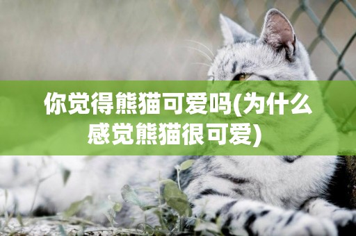 你覺得熊貓可愛嗎(為什么感覺熊貓很可愛) 